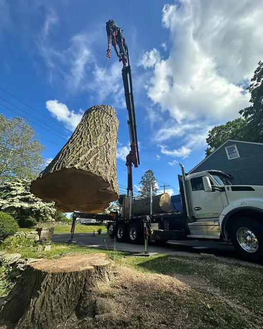 Bogan's Tree Service work photo
