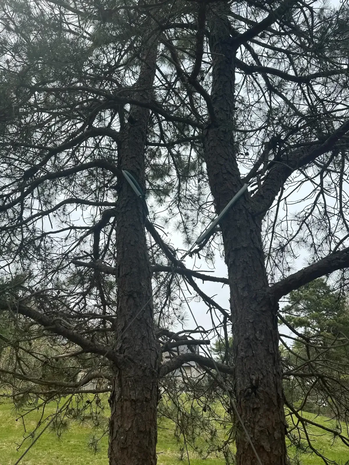 work photo from geddisarborists.com