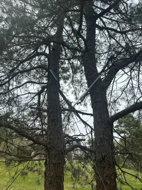 work photo from geddisarborists.com