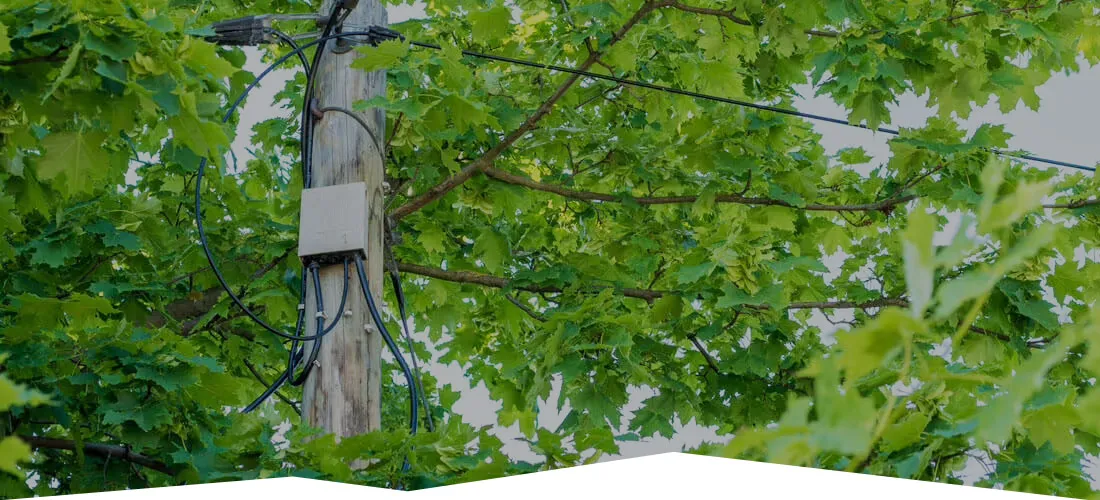 Land Cleaners Tree Removal