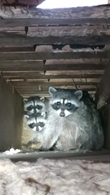 Critter Control of Southern Maine work photo