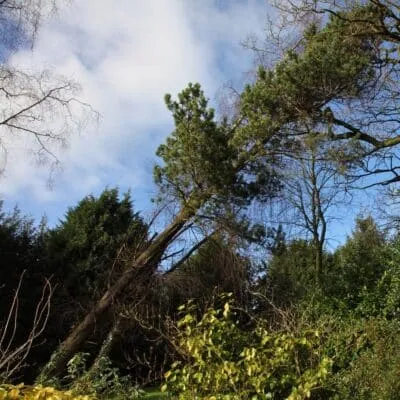 Pine tree leaning at a steep angle with a straight, rigid trunk after storm damage.