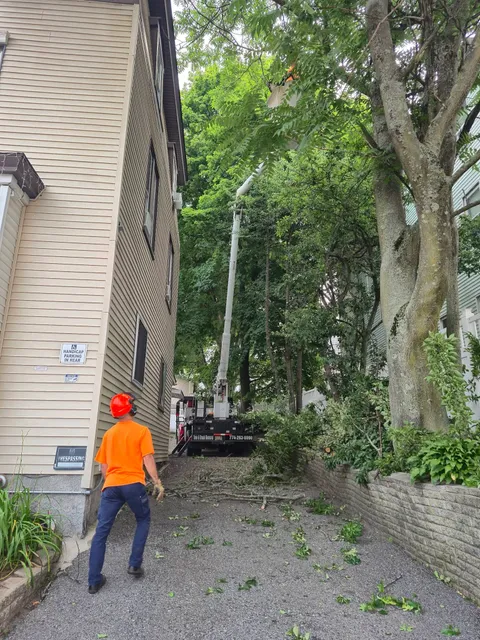 Branch Manager Tree Service