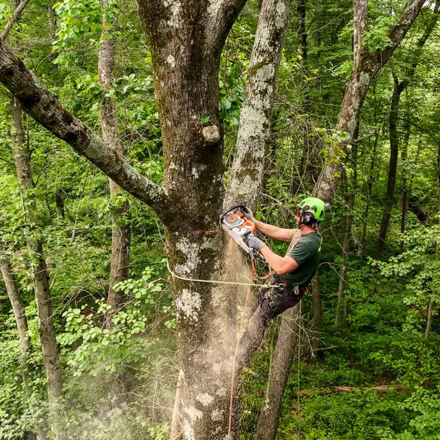 Rayzor's Edge Tree Service work photo