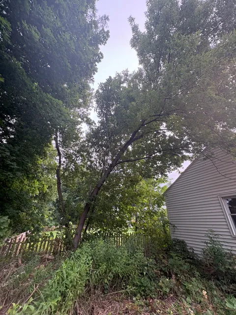 Hazard tree leaning toward a house before removal