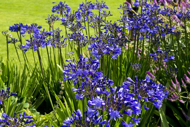 Lawn_care_Yarmouth