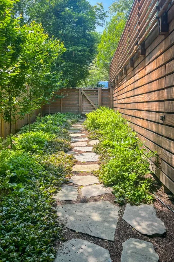 Columnar screen trees and native groundcover and perennials with stone path