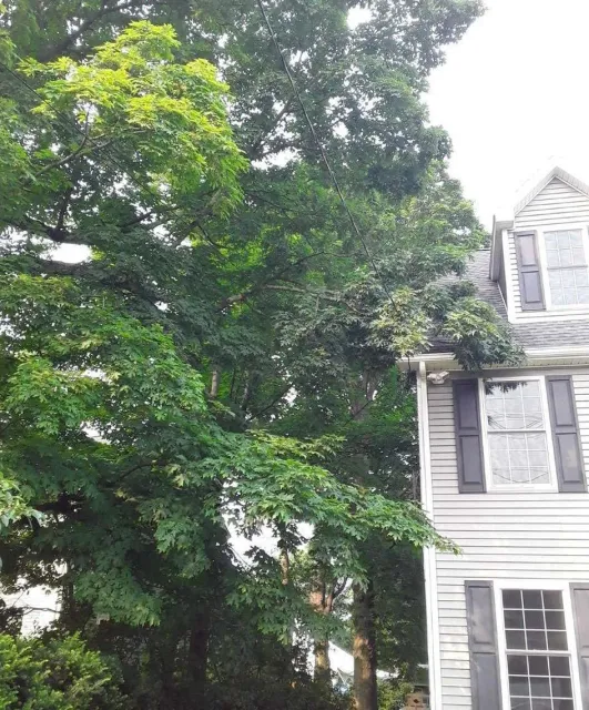 House exterior with trees and green foliage.