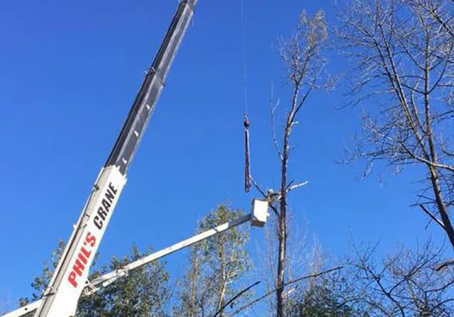 Phil's Tree Service work photo