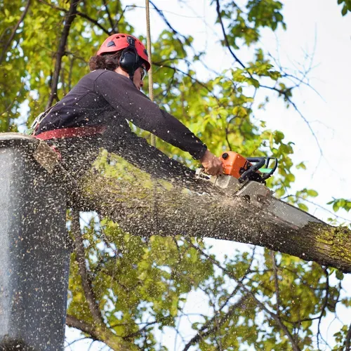 work photo from justjayntreeservicenh.com