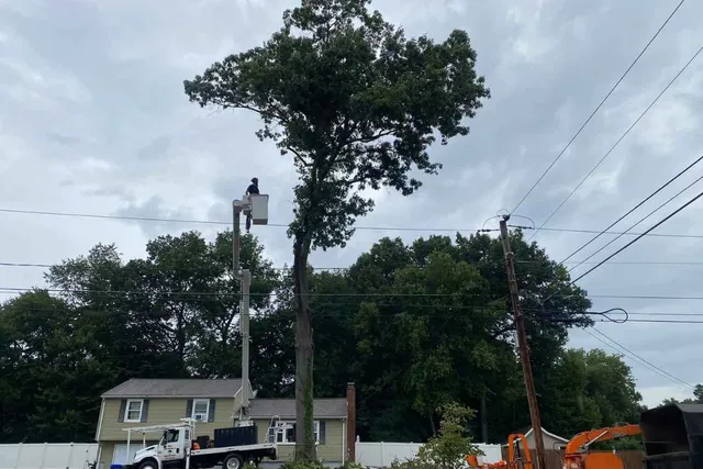 cheshire tree removal