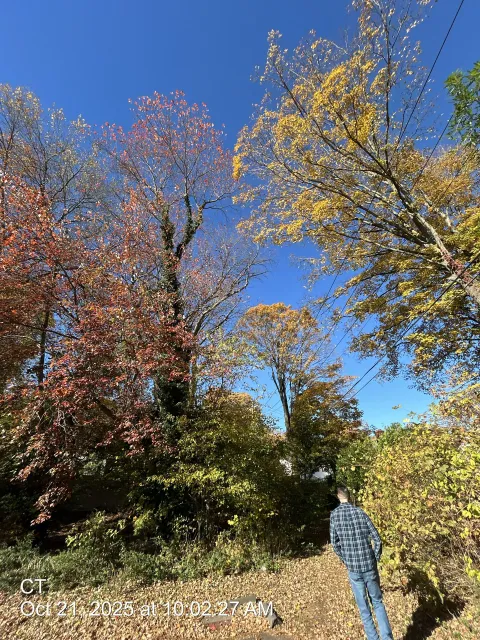 Person standing on a path under tall autumn trees against a bright blue sky