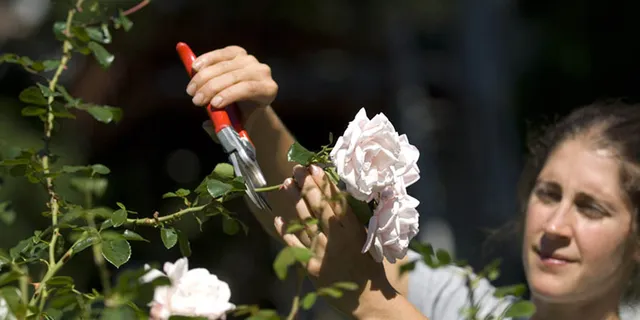 Landscape Maintenance