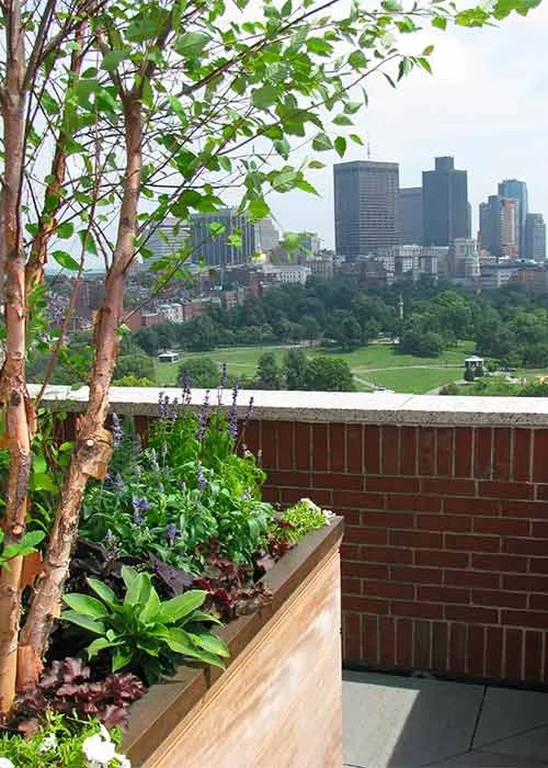 skyline garden