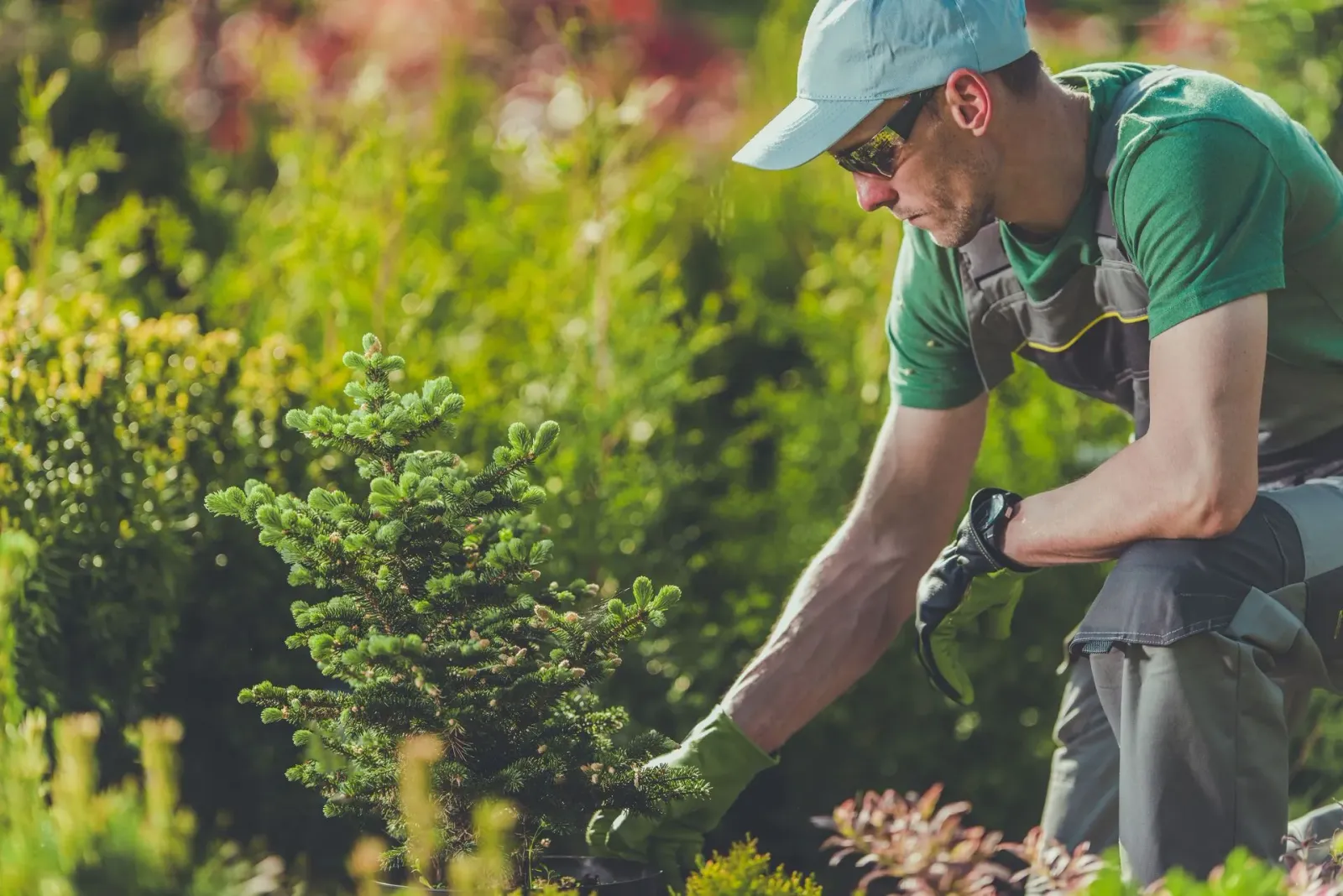 A man is kneeling down in a garden cutting a plant.