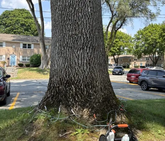 work photo from invasiveweedcontrol.com