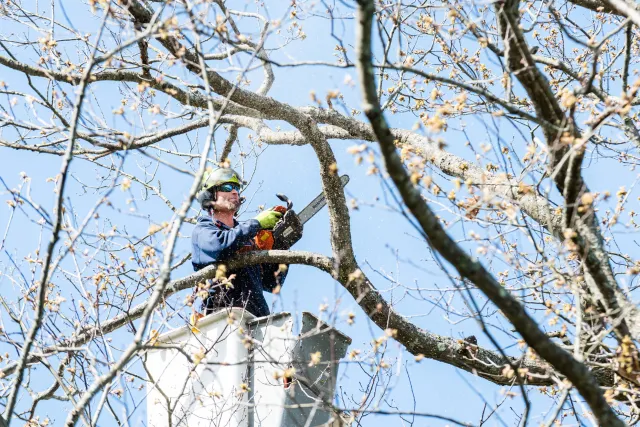 ArborClimb work photo