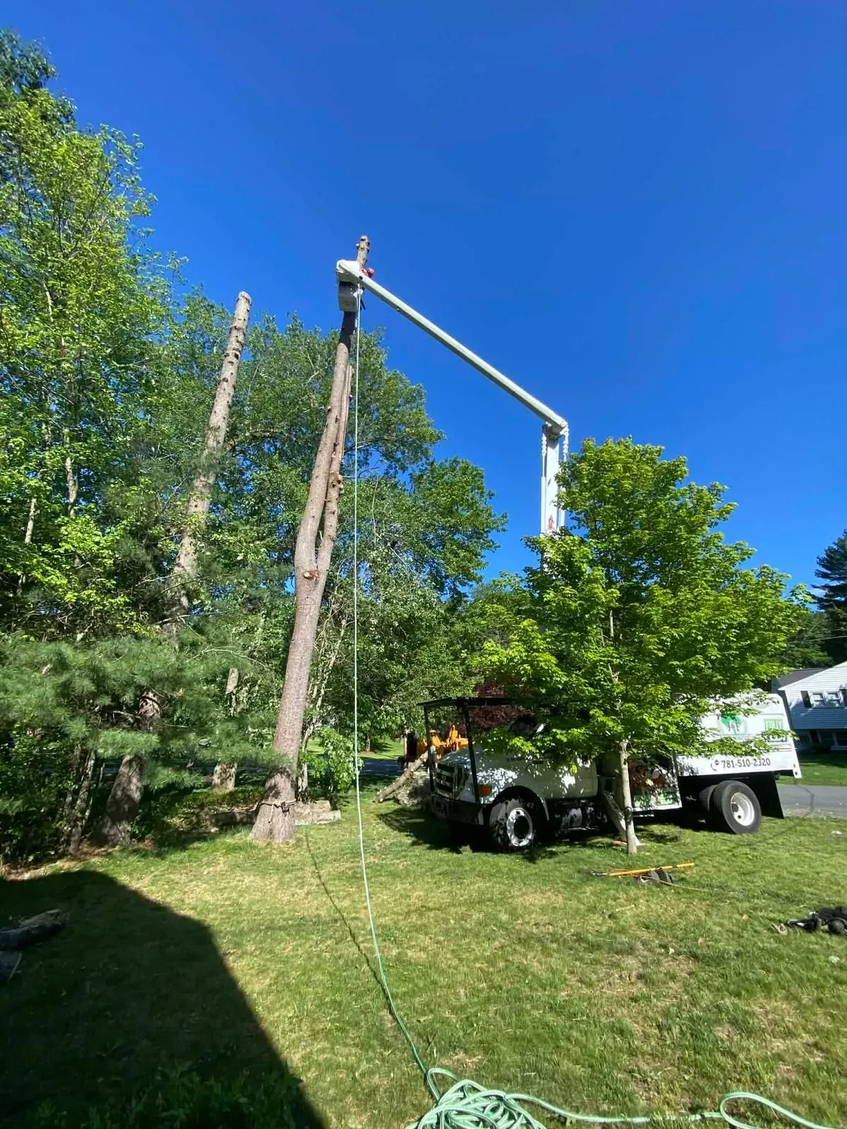 Tree removal crew with lift truck trimming a tall tree against a blue sky in a grassy yard.
