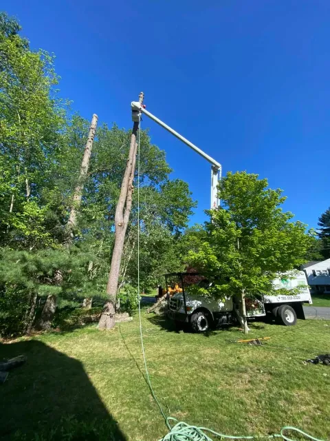 Tree removal crew with lift truck trimming a tall tree against a blue sky in a grassy yard.