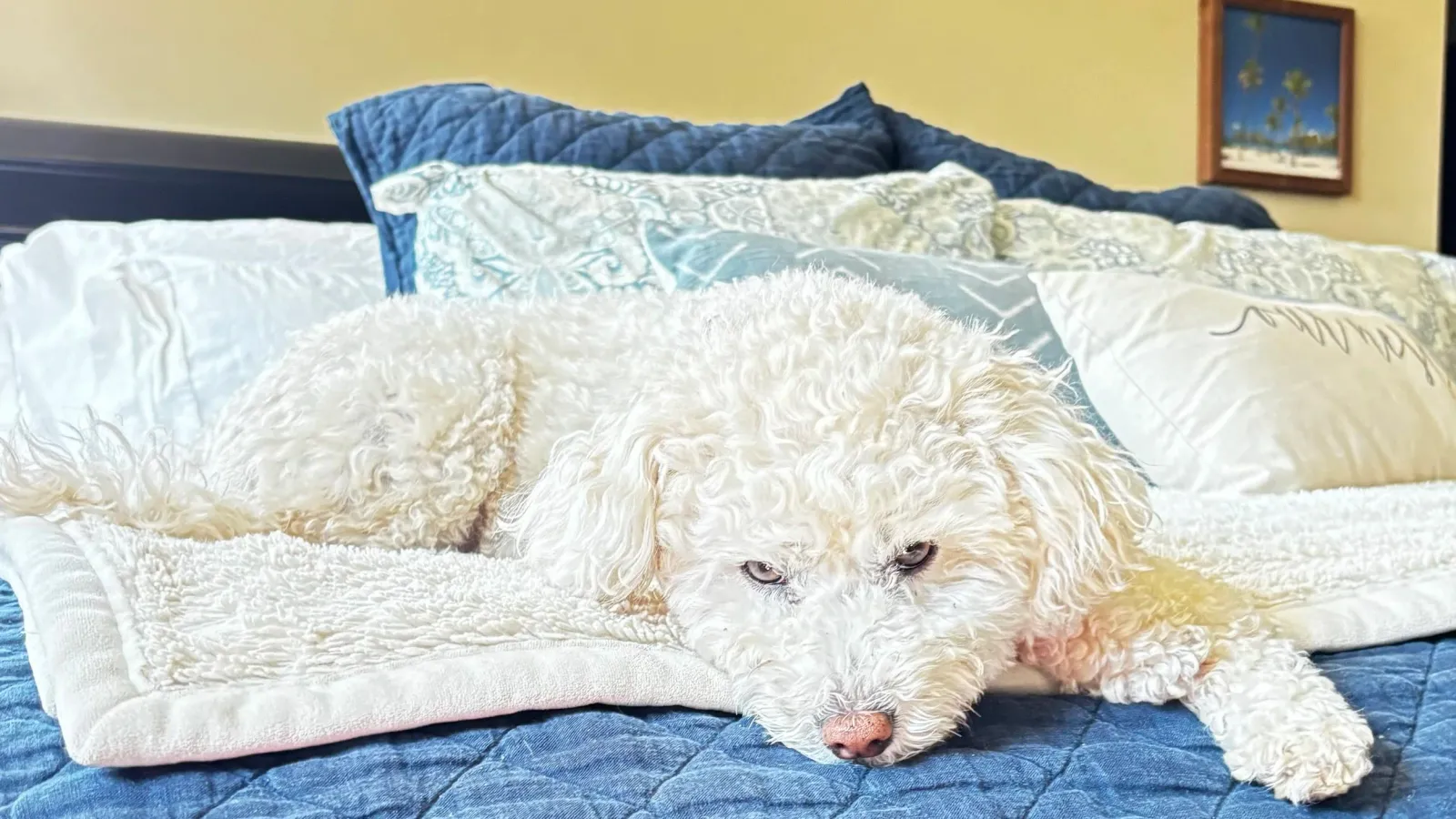 perfect-cleaning-pet-on-bed.jpg