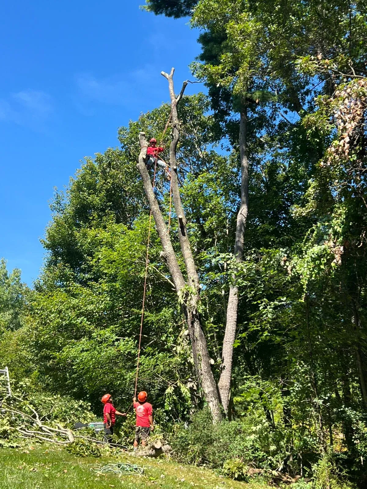 work photo from diamondlandscapingtreeservices.com