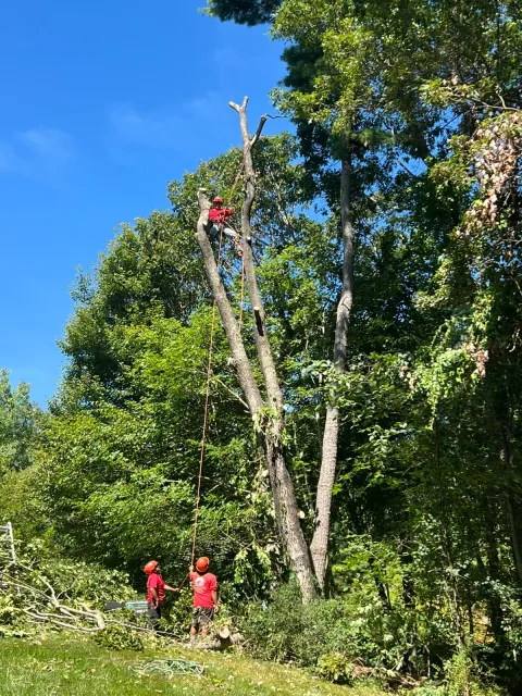 work photo from diamondlandscapingtreeservices.com