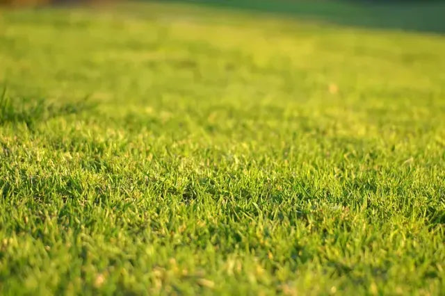 lawn care