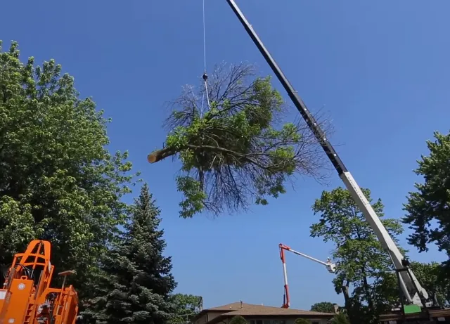 Norwalk Tree Service work photo