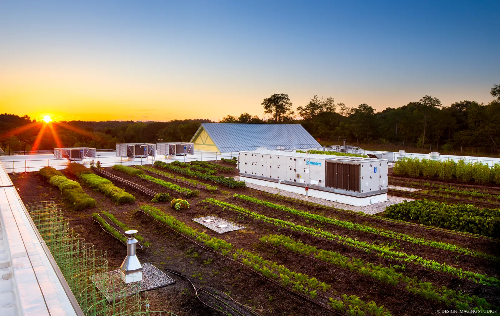 Sunset over a rooftop urban farm with vegetable beds, greenhouses, and cooling units, surrounded by trees.