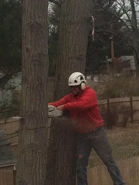 work photo from avictortree.com