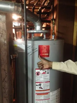 Alligators Rooter researched project photo