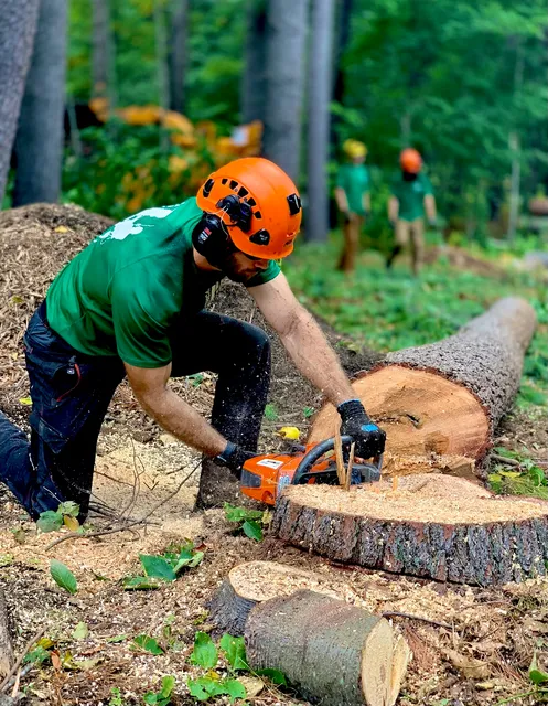 Ethical Tree Services work photo