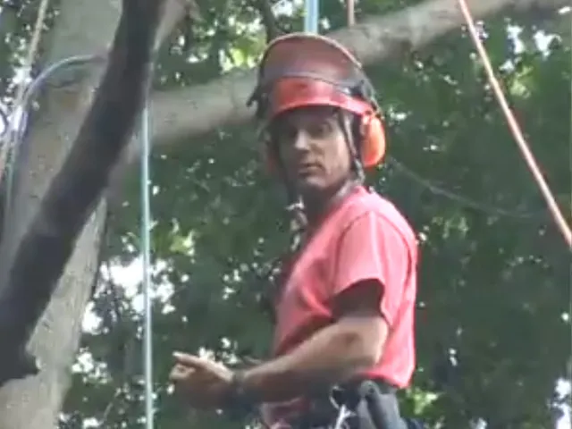 work photo from specializedtree.com