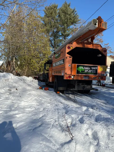 work photo from saldanatreeserviceslandscaping.com