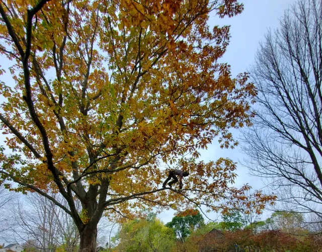A tree with yellow leaves is surrounded by other trees
