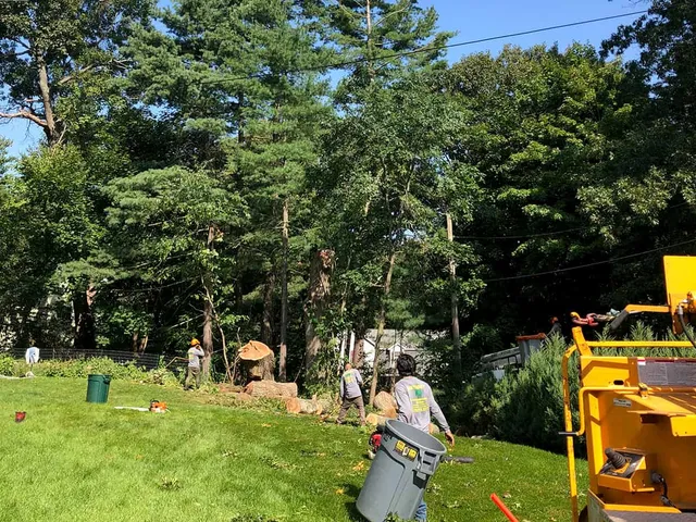 work photo from anthonytreeservicesma.com