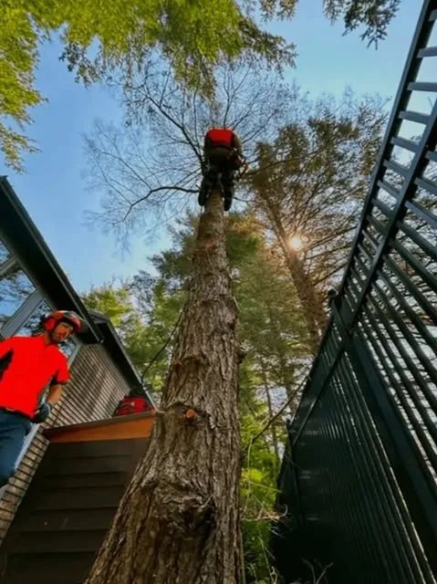 work photo from dcwoodservices.com
