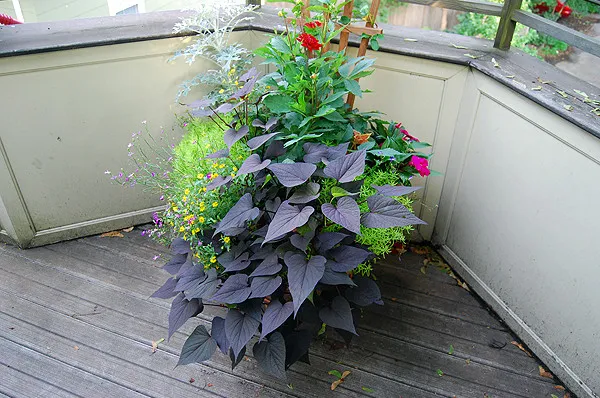 Seth Berman Gardeners researched project photo