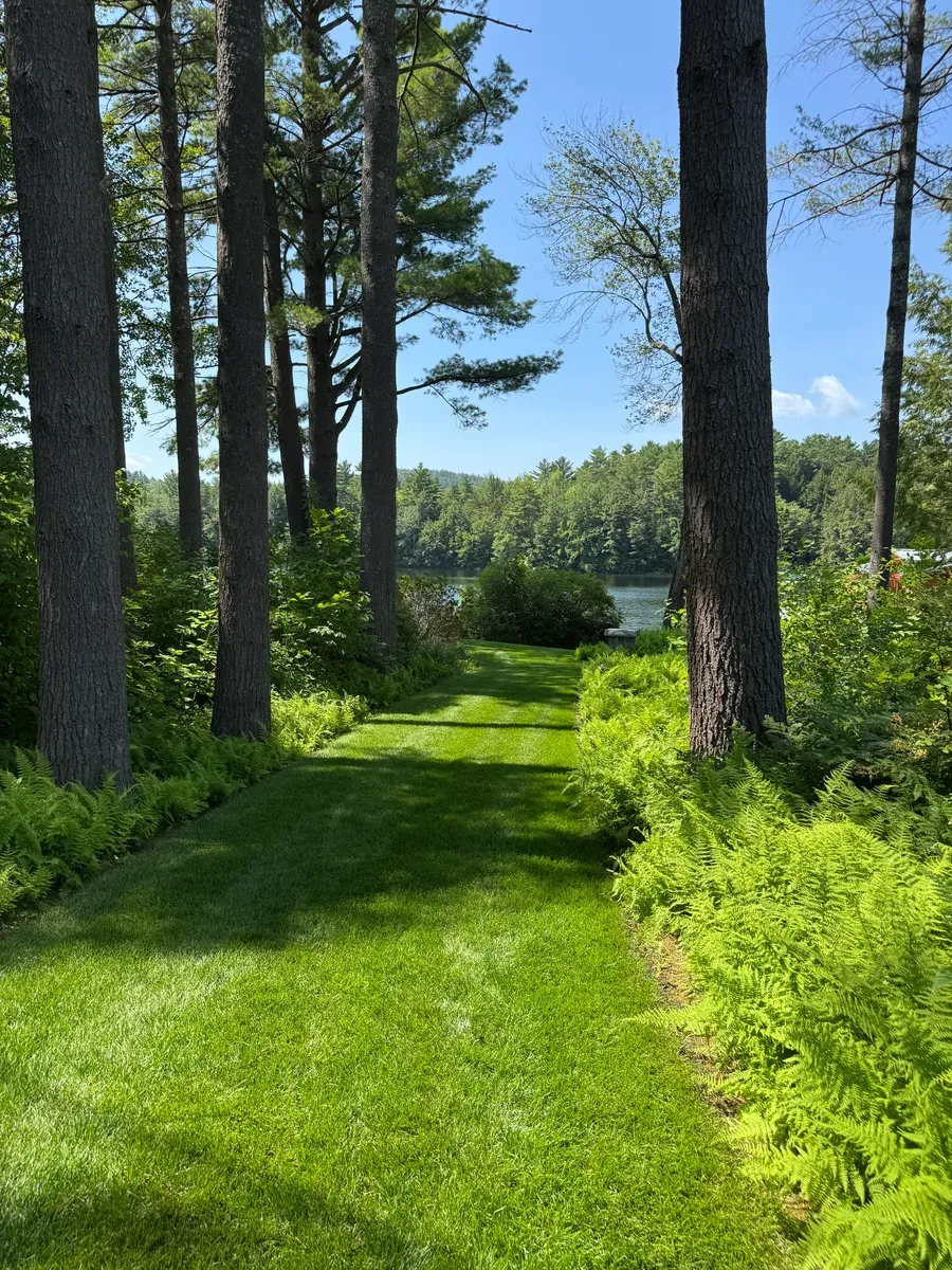 Organic lawn care result
