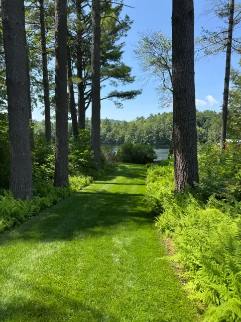 Organic lawn care result
