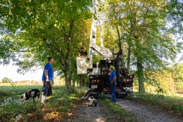 work photo from brtreeservicema.com