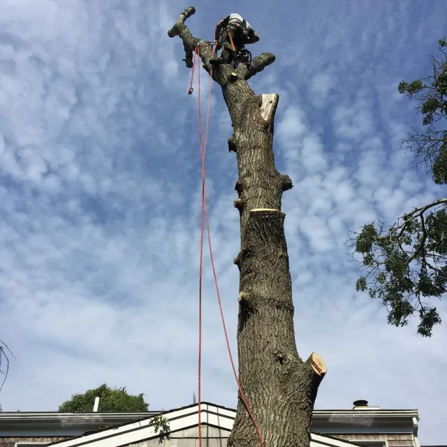 Cape Cod Yard & Tree Service work photo