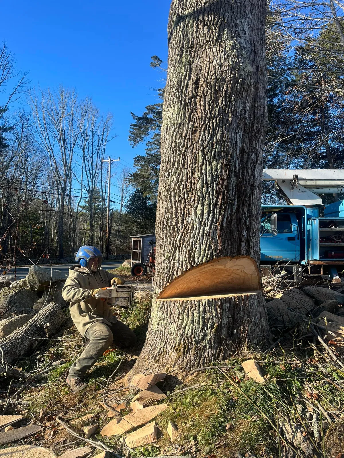 work photo from treeservicekingston.net