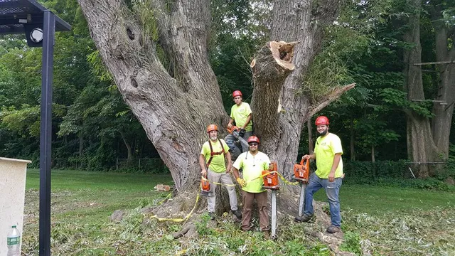 Top Knotch Tree Service work photo