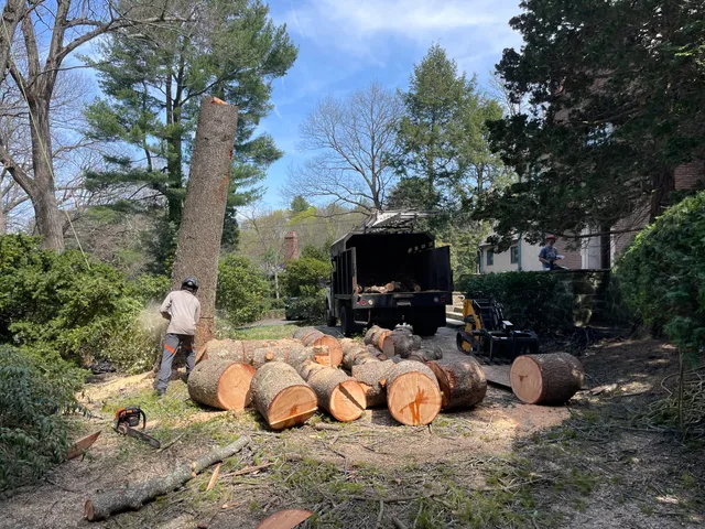 Cutler Tree work photo