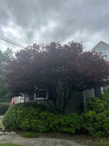 Ed's Landscaping & Tree work photo