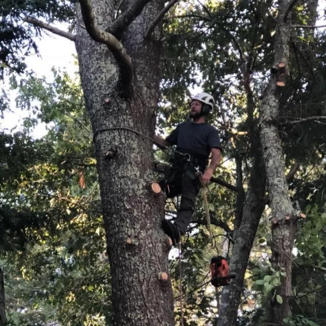 Pratt's Tree Service work photo