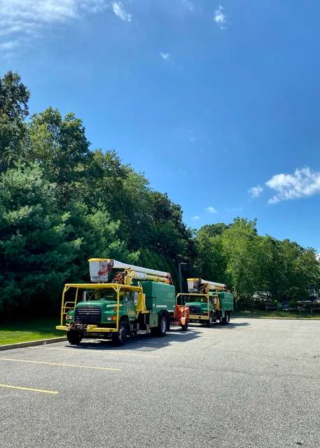 work photo from rttreeremoval.com