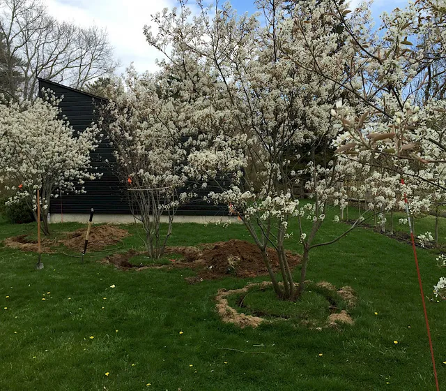 Serviceberry