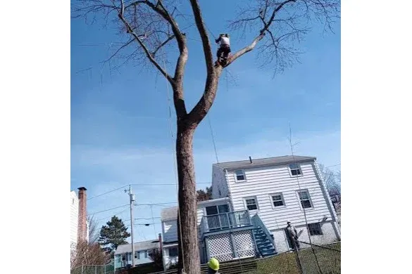 Wilson Tree & Shrub Services researched project photo